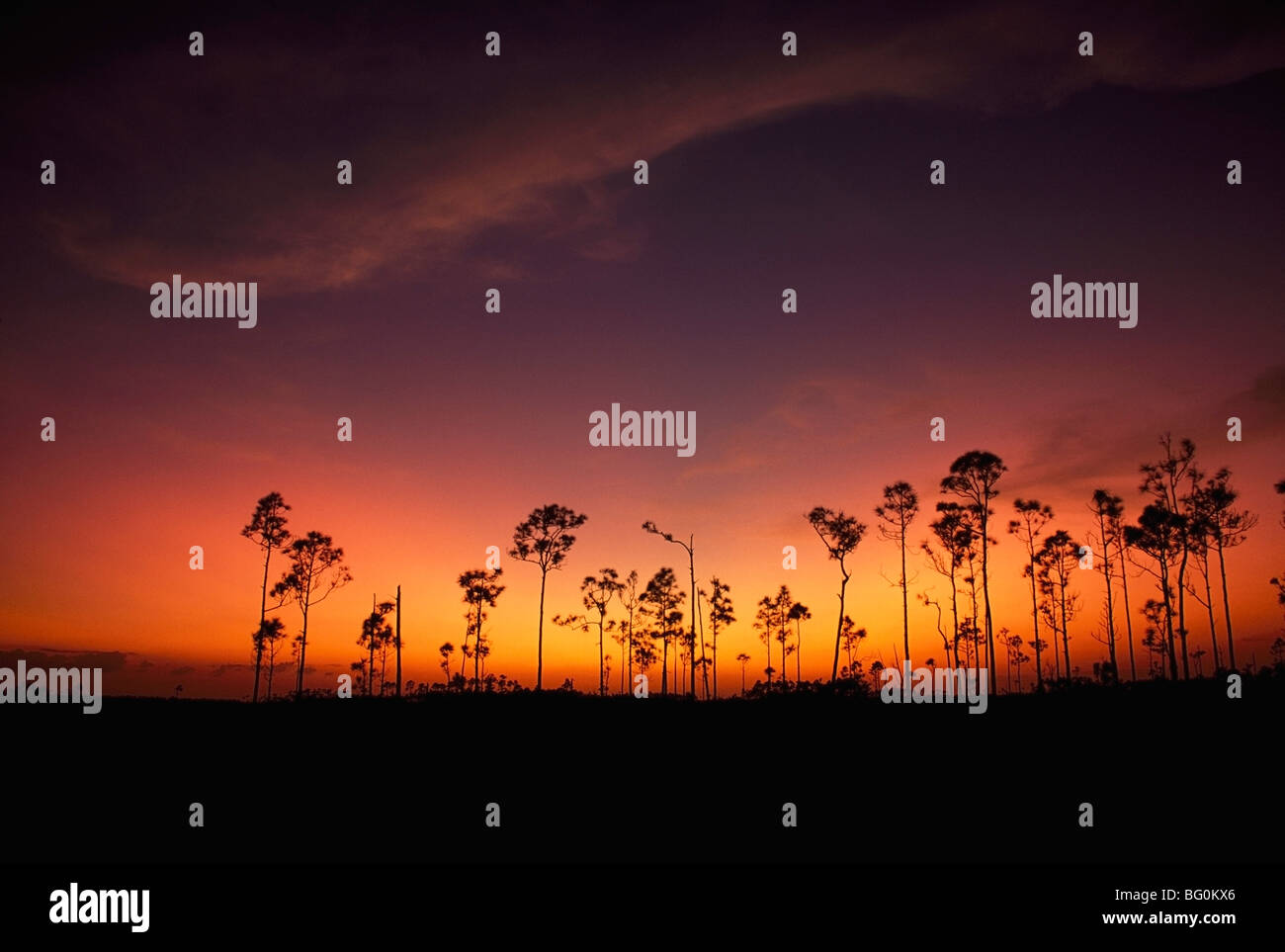 Slash-Kiefer (Pinus Elliottii) Stockfoto