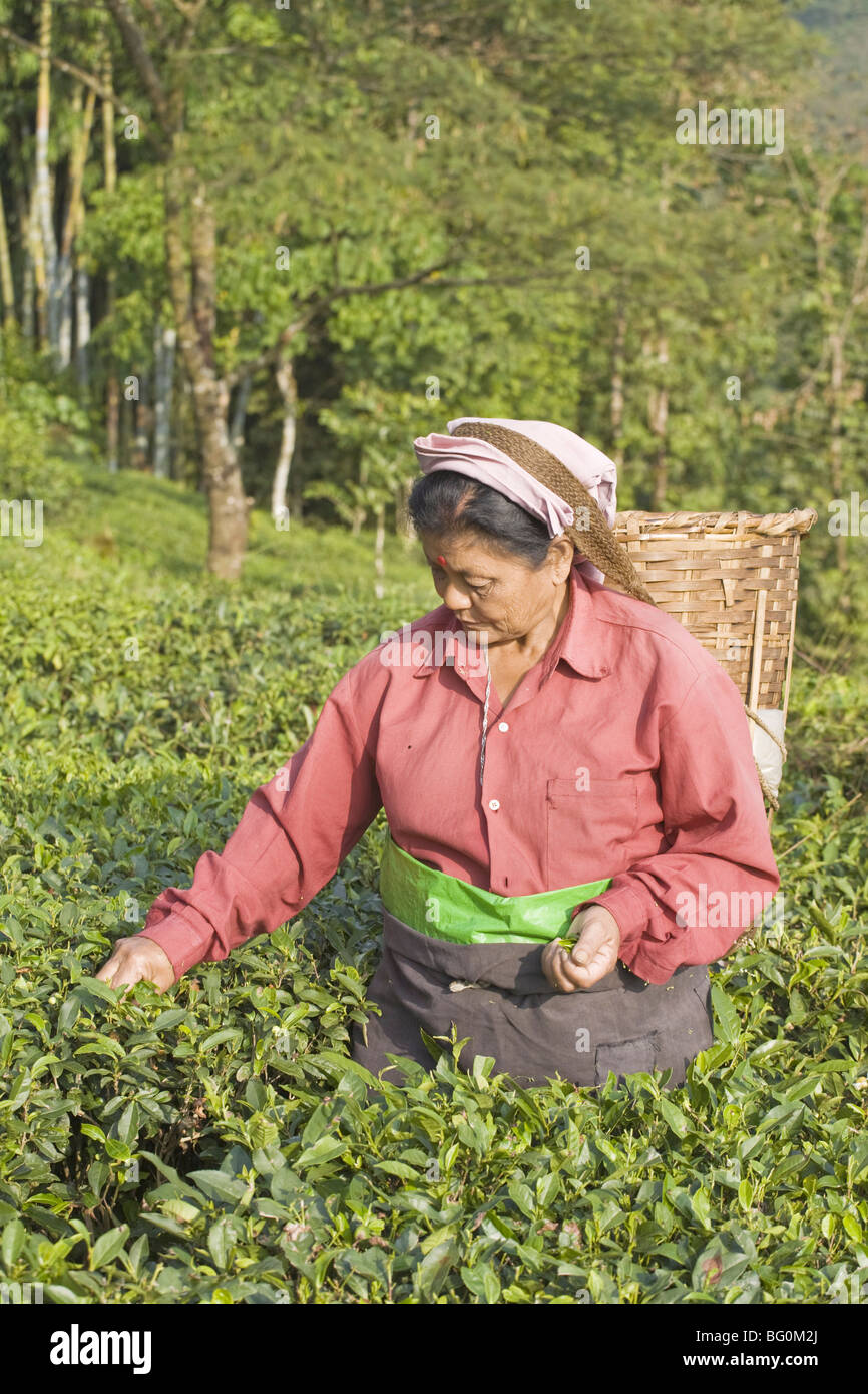 Frau Tee Kommissionierung, Goomtee Teeplantage, Kurseong, West Bengalen, Indien, Asien Stockfoto