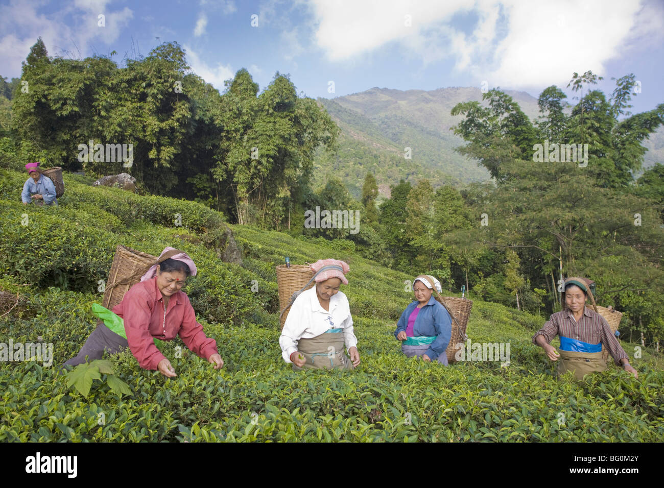 Frauen Tee Kommissionierung, Goomtee Teeplantage, Kurseong, West Bengalen, Indien, Asien Stockfoto