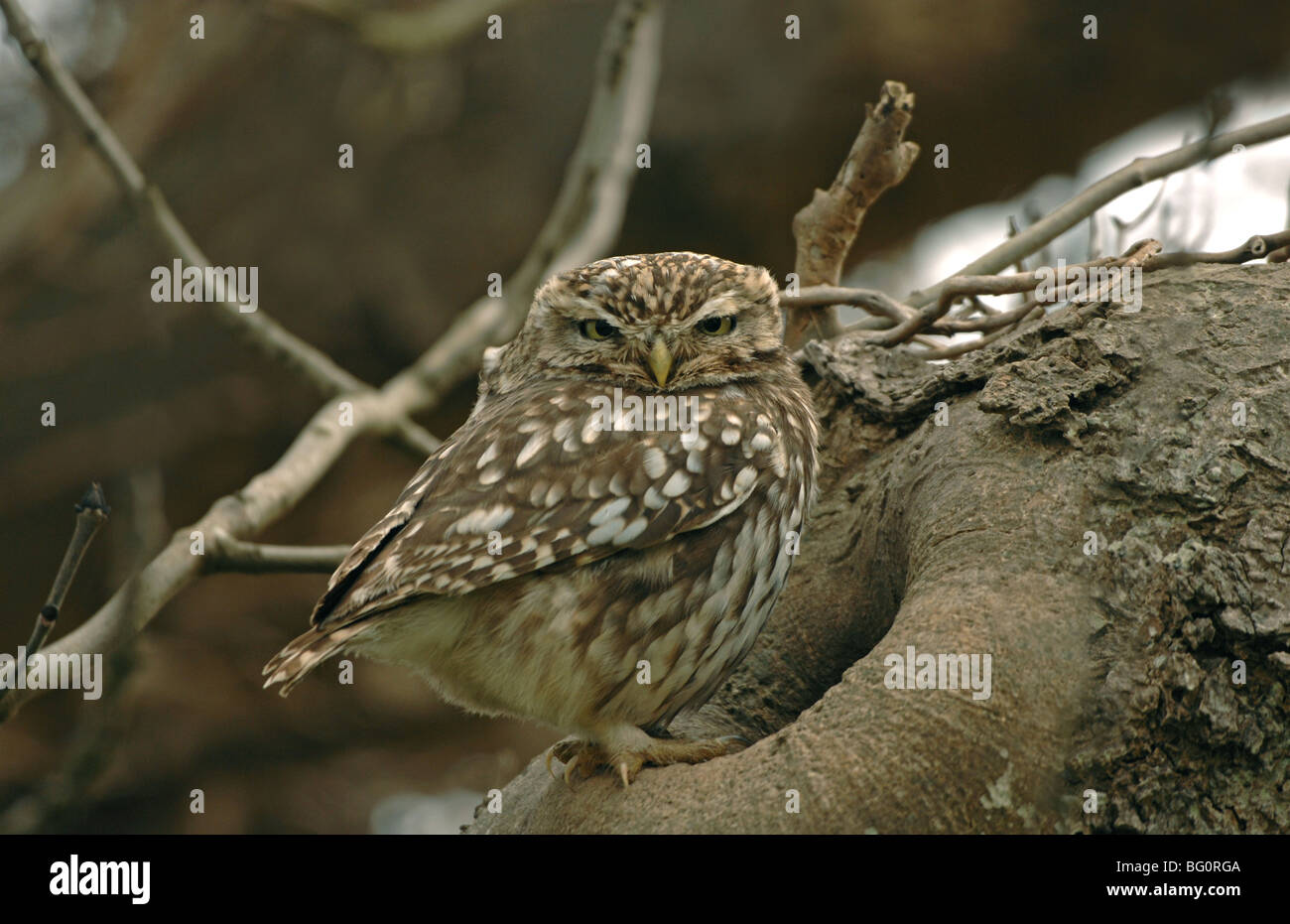 Kleine Eule im Baum vom Nest Loch Stockfoto