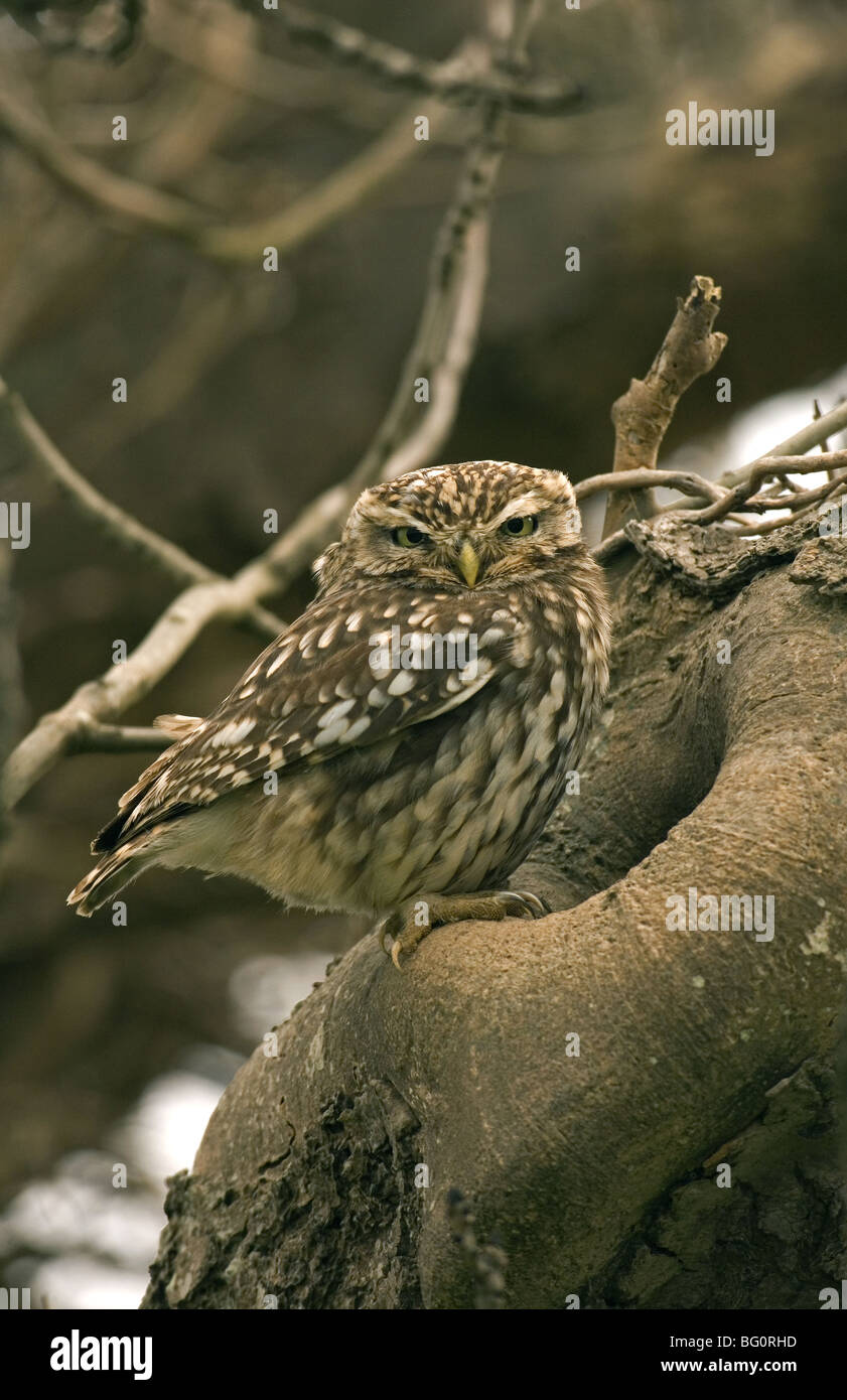 Kleine Eule im Baum vom Nest Loch Stockfoto