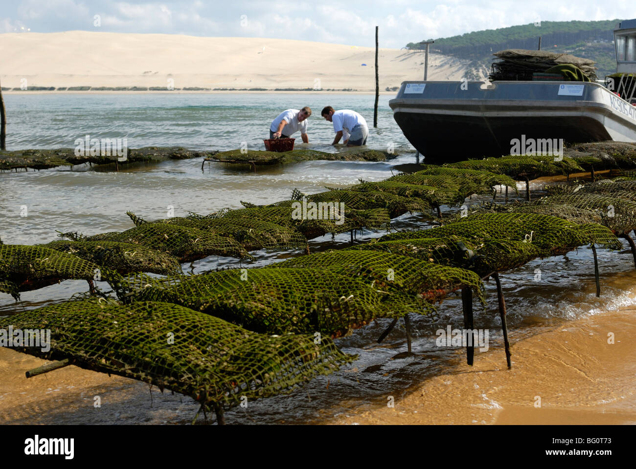 Austernfischer Verschneidung Austern mit der Düne von Pyla im Hintergrund, Bucht von Arcachon, Gironde, Aquitanien, Frankreich, Europa Stockfoto
