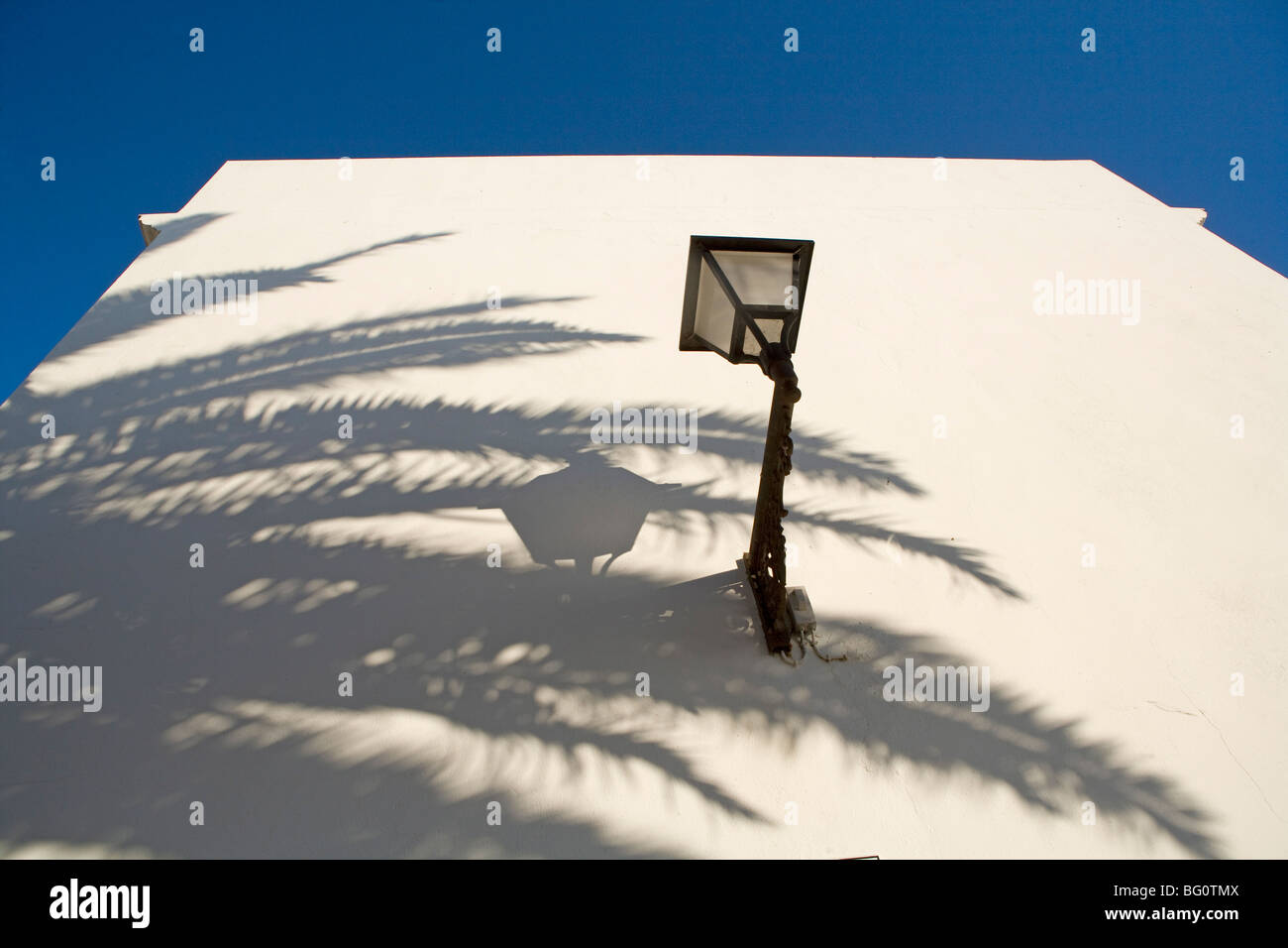 Schatten der Palme auf der weißen Wand. Vejer De La Frontera, Andalusien, Spanien, Europa Stockfoto