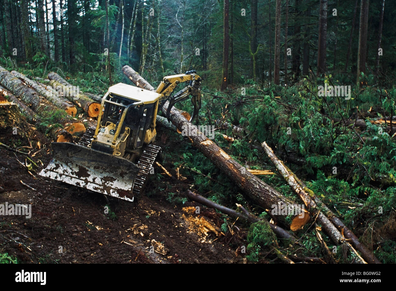 Melden Sie sich heben ein Protokoll in einem gemäßigten Regenwald Hiebfläche Forstschlepper Stockfoto