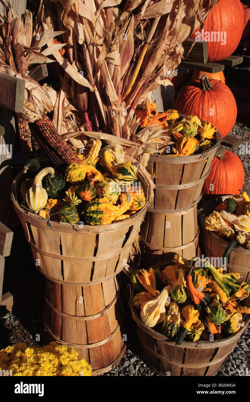 Indische ornamentalen Mais und Kürbisse, The Hamptons, Long Island, New York State, Vereinigten Staaten von Amerika, Nordamerika Stockfoto