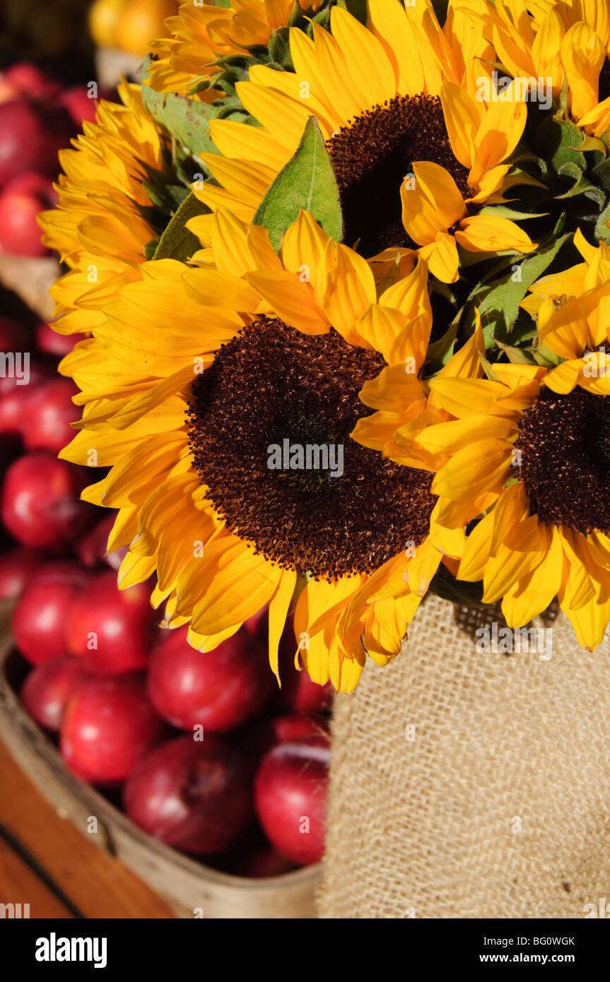 Sonnenblumen und Äpfel, The Hamptons, Long Island, New York State, Vereinigten Staaten von Amerika, Nordamerika Stockfoto