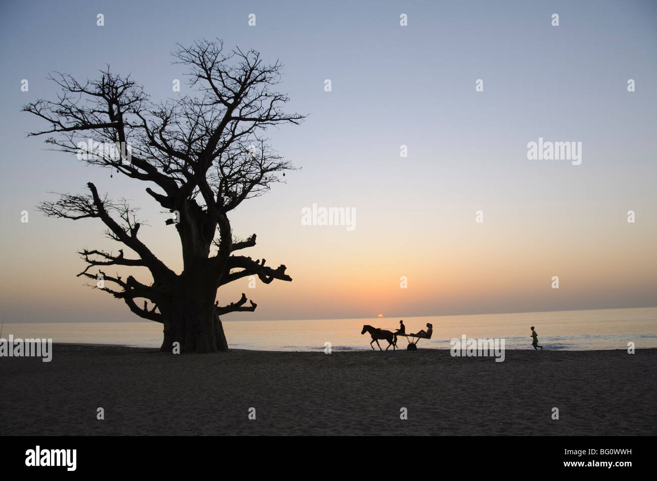 Baobab-Baum, Sine Saloum-Delta, Senegal, Westafrika, Afrika Stockfoto