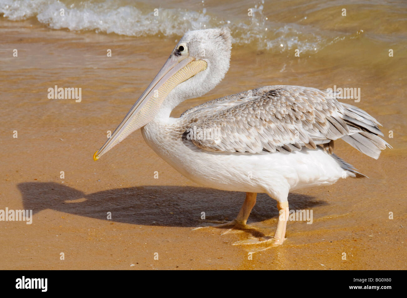 Pelikane am Strand von Saly, Senegal, Westafrika, Afrika Stockfoto