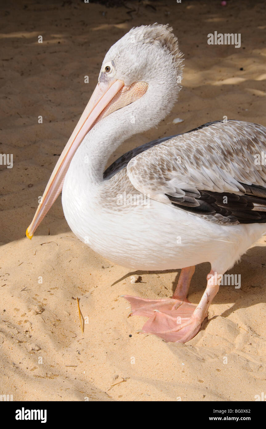Pelikane am Strand von Saly, Senegal, Westafrika, Afrika Stockfoto