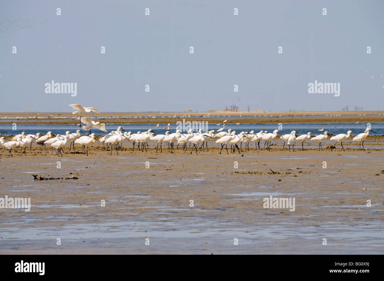 Löffler, Sine Saloum-Delta, Senegal, Westafrika, Afrika Stockfoto