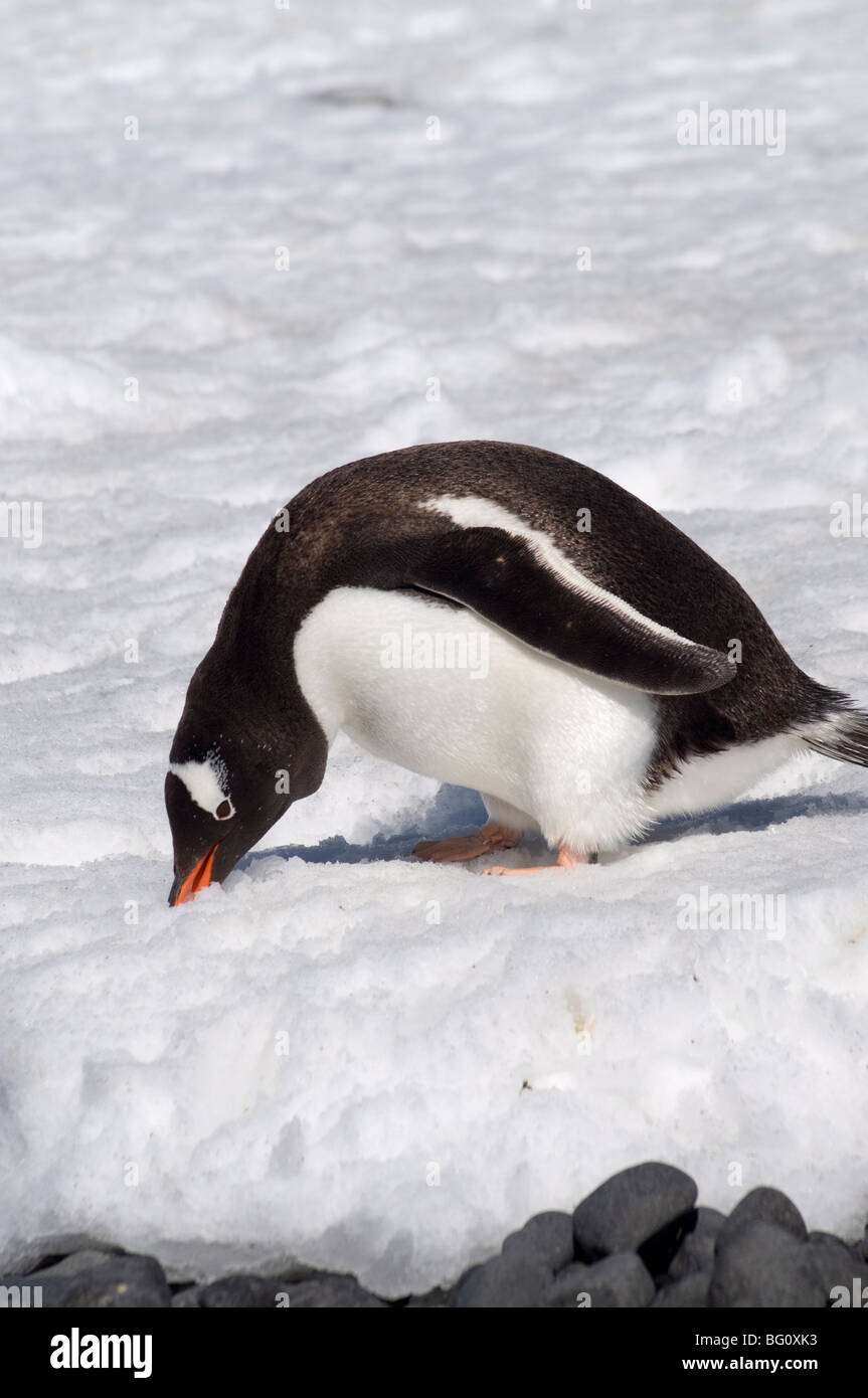 Gentoo Penguin bei Brown Bluff, antarktische Halbinsel, Antarktis, Polarregionen Stockfoto