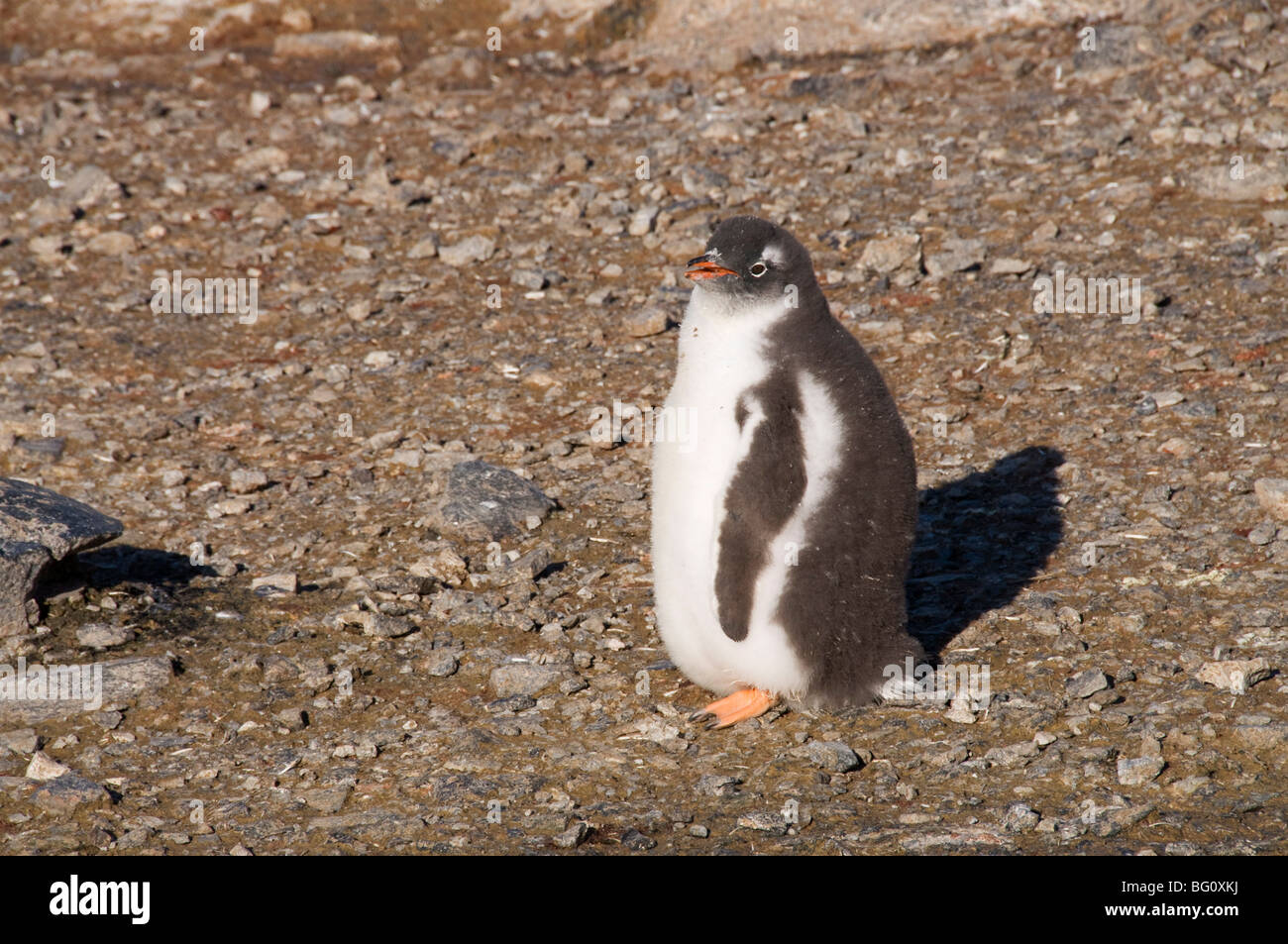 Gentoo Penguin, Gourdin Insel, antarktische Halbinsel, Antarktis, Polarregionen Stockfoto
