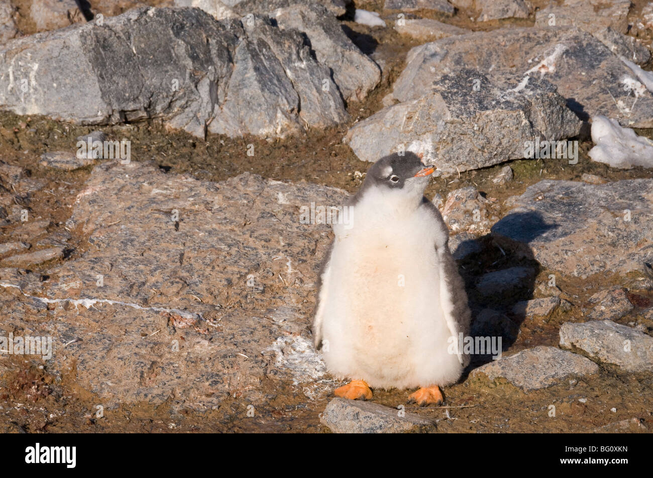 Gentoo Penguin, Gourdin Insel, antarktische Halbinsel, Antarktis, Polarregionen Stockfoto