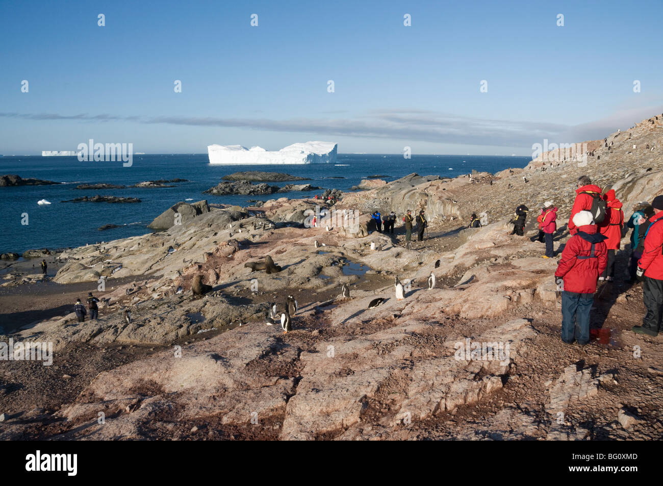 Gentoo Pinguine, Gourdin Insel, antarktische Halbinsel, Antarktis, Polarregionen Stockfoto