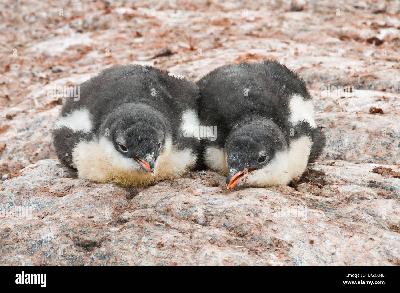 Gentoo Penguins, Cuverville Island, antarktische Halbinsel, Antarktis, Polarregionen Stockfoto