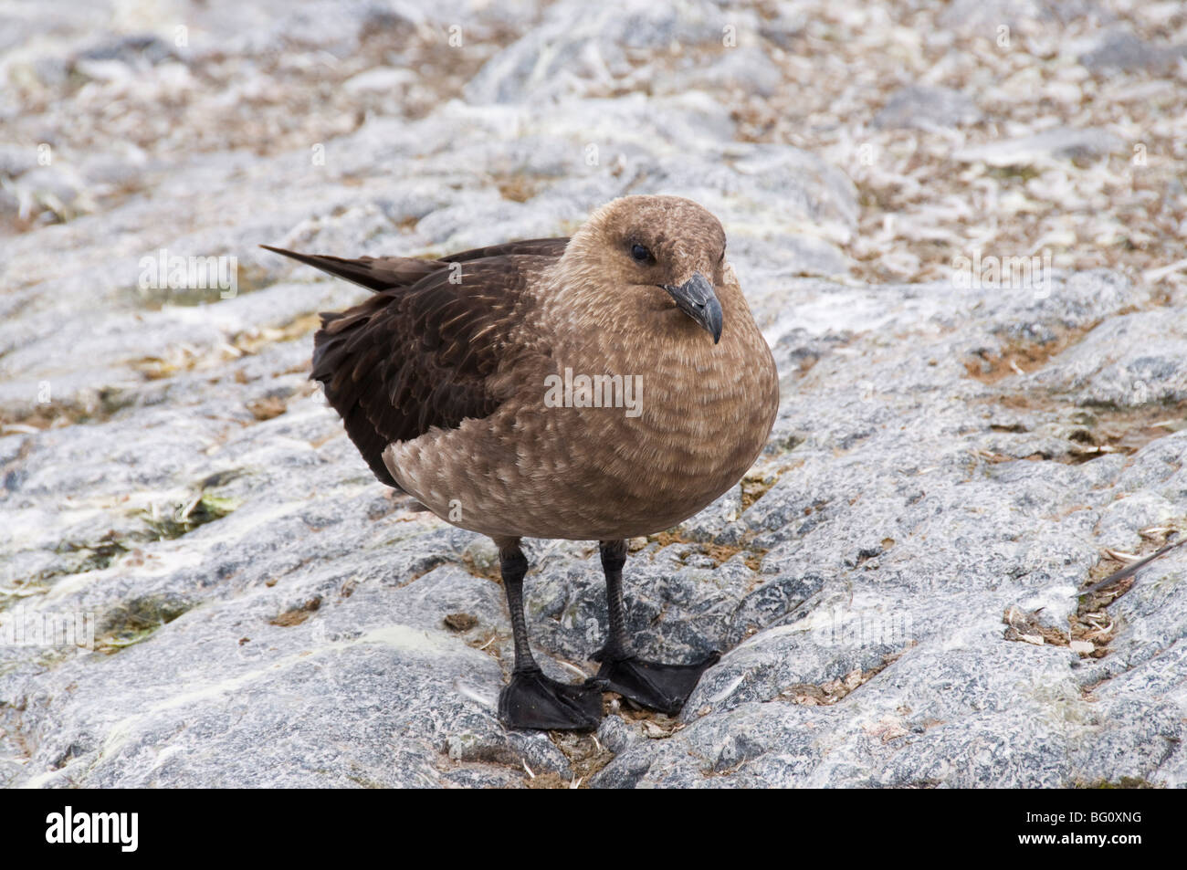 Braune Skua, Cuverville Island, antarktische Halbinsel, Antarktis, Polarregionen Stockfoto