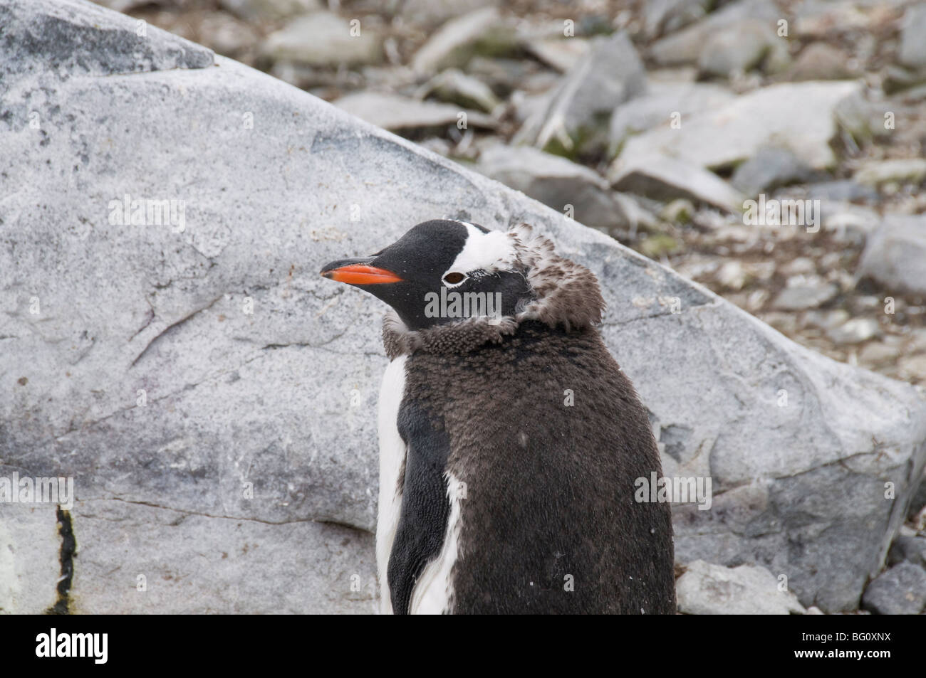 Gentoo Penguin, Mauser, Cuverville Island, antarktische Halbinsel, Antarktis, Polarregionen Stockfoto