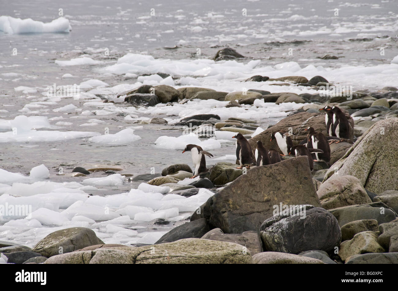 Gentoo Penguins, Cuverville Island, antarktische Halbinsel, Antarktis, Polarregionen Stockfoto