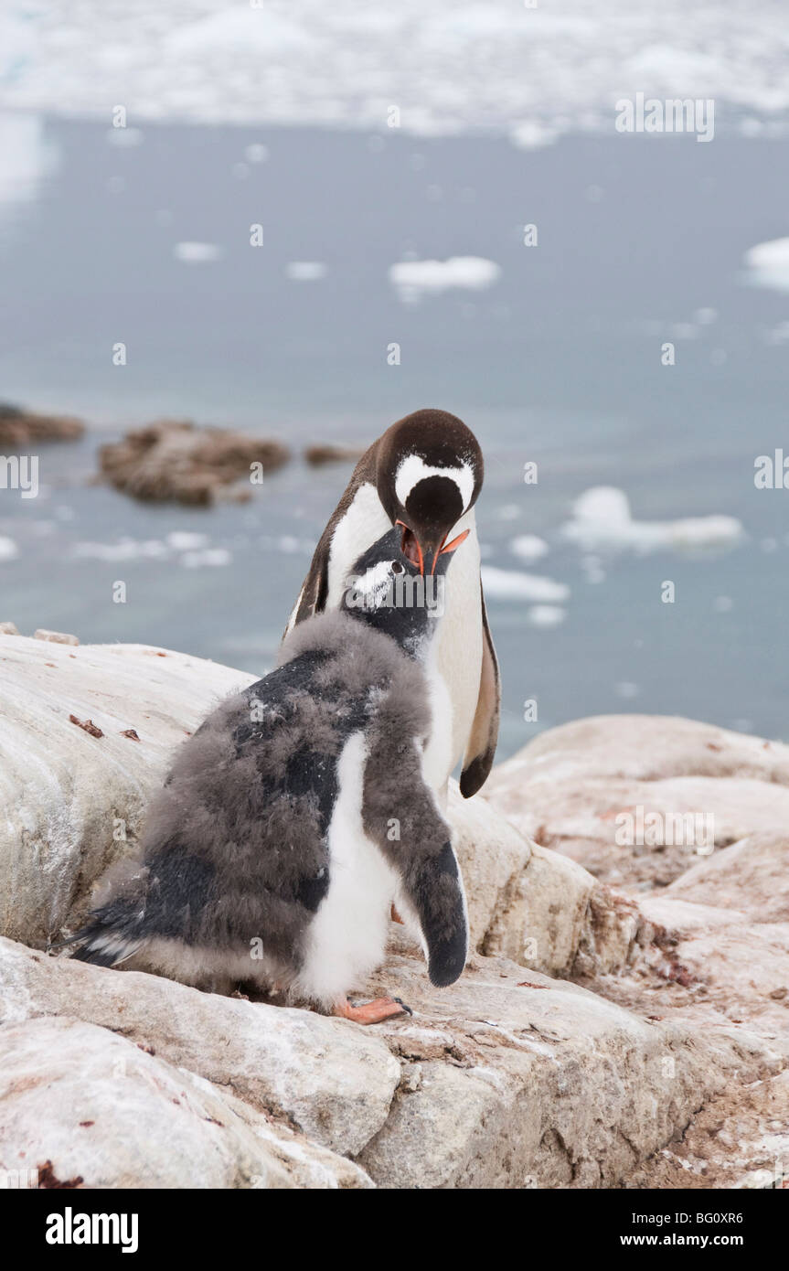 Gentoo Penguin Fütterung Küken, Neko Harbour, antarktische Halbinsel, Antarktis, Polarregionen Stockfoto