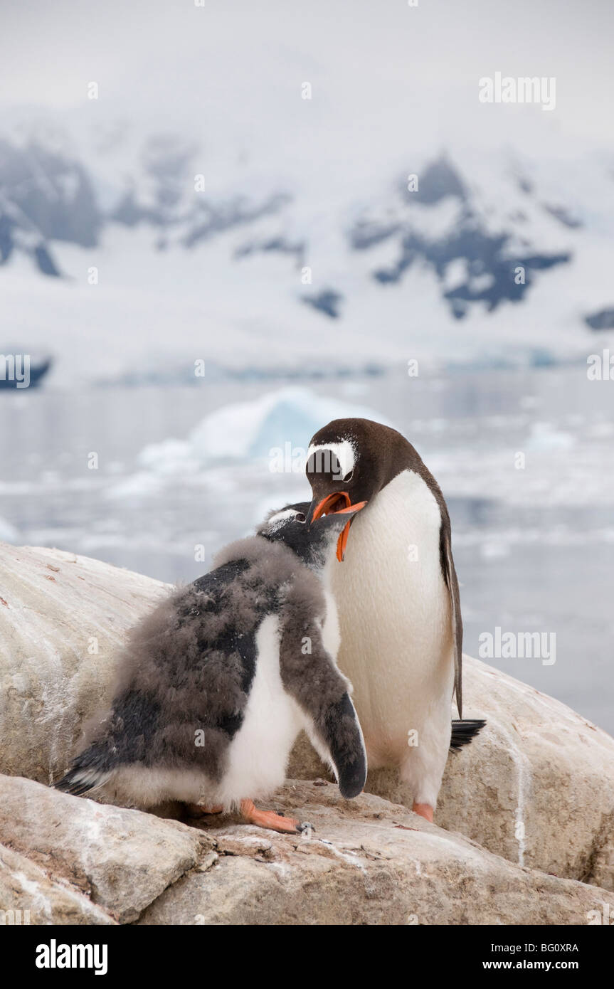 Gentoo Penguin Fütterung Küken, Neko Harbour, antarktische Halbinsel, Antarktis, Polarregionen Stockfoto