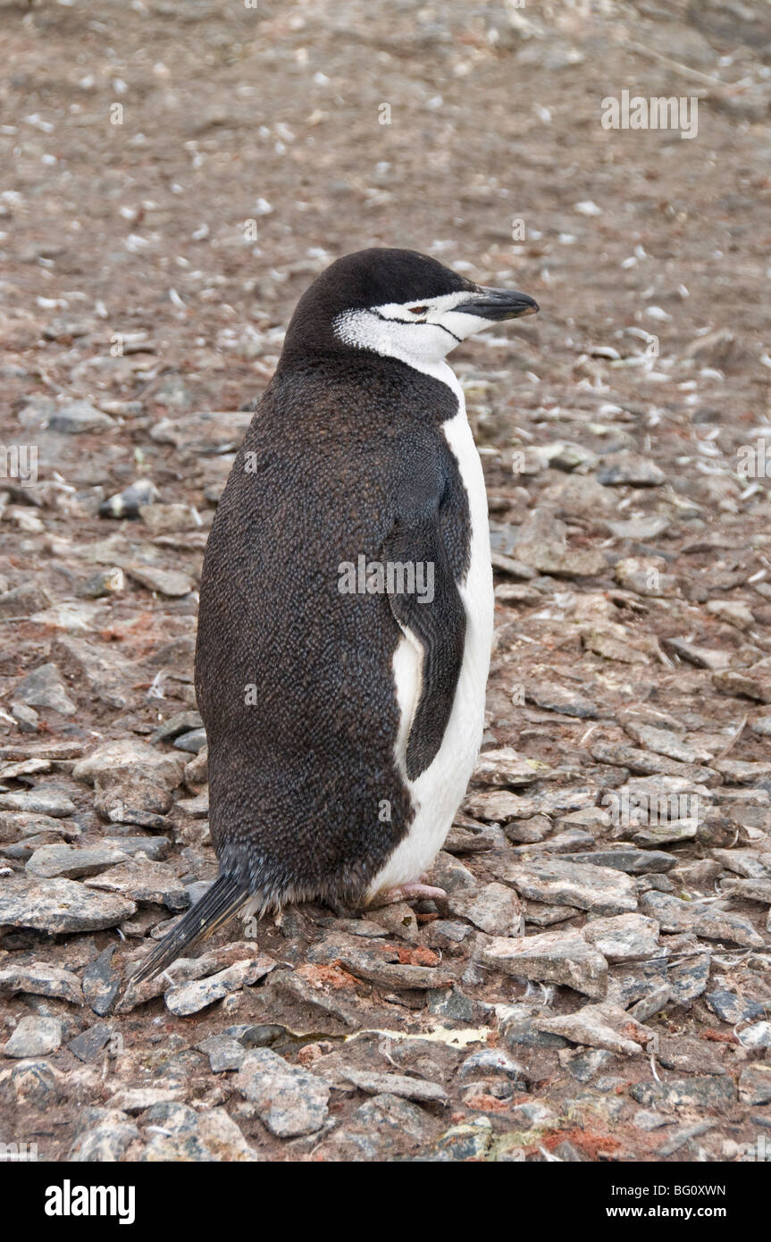 Kinnriemen Pinguin, Hannah Punkt Livingstone Island, Süd-Shetland-Inseln, Polarregionen Stockfoto