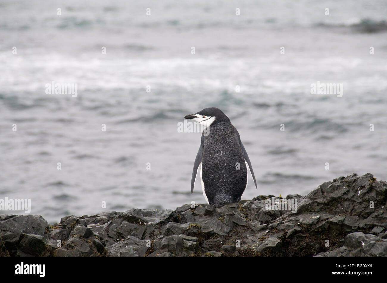 Kinnriemen Pinguine, Hannah Punkt Livingstone Island, Süd-Shetland-Inseln, Polarregionen Stockfoto