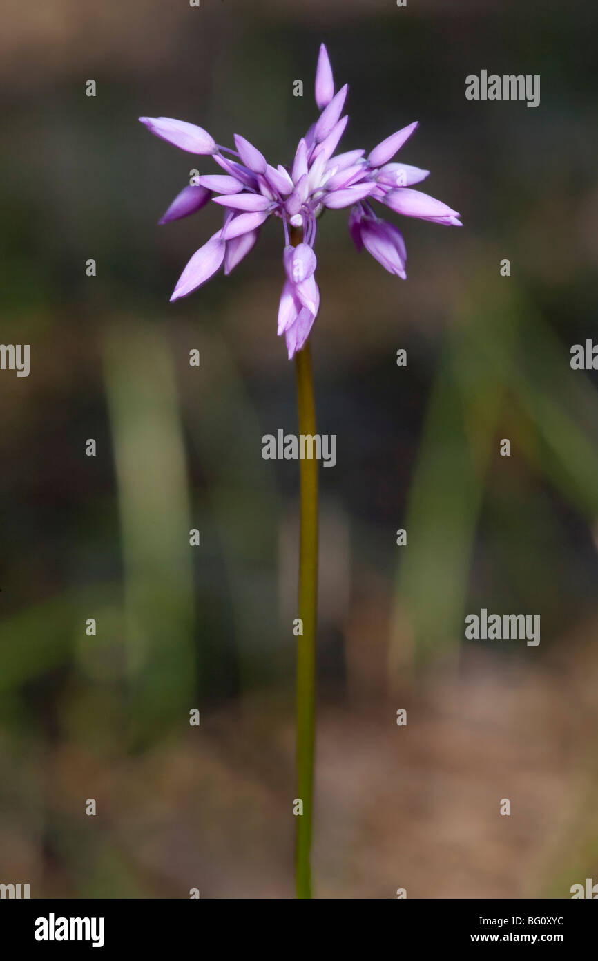 Sowerbaea laxiflora Fotos und Bildmaterial in hoher Auflösung Alamy