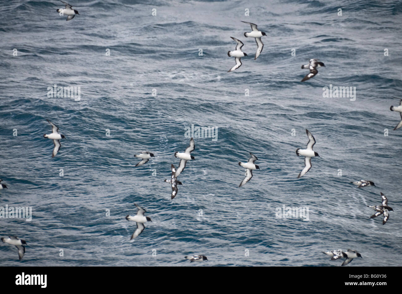 Kap-Schwalben fliegen im Drakes Passage, Argentinien, Südamerika Stockfoto