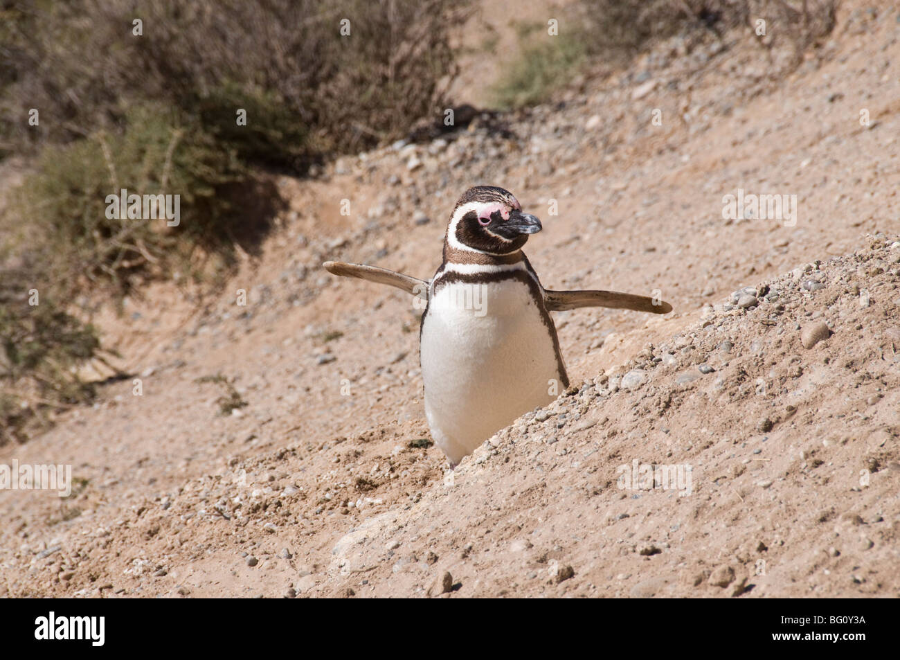 Magellanic Penguin, Halbinsel Valdés, Patagonien, Argentinien, Südamerika Stockfoto