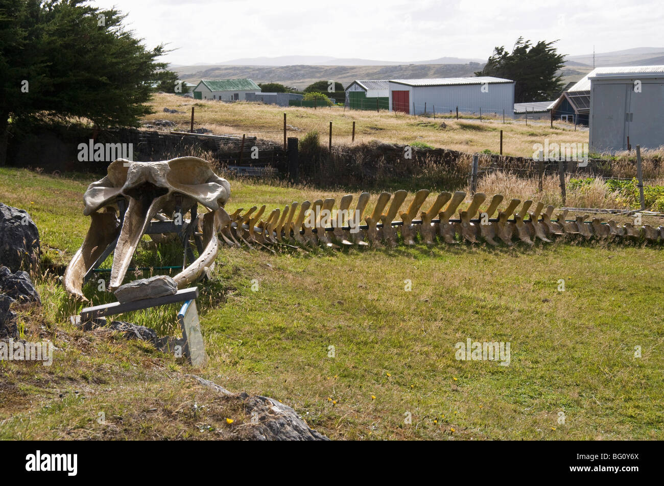 Walskelett im Privatgarten, Port Stanley, Falkland-Inseln, Südamerika Stockfoto