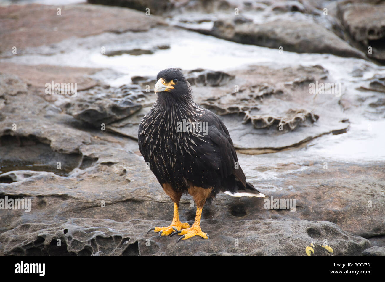 Gekerbter Karakara Vogel, Karkasse Insel, Falkland-Inseln, Südamerika Stockfoto