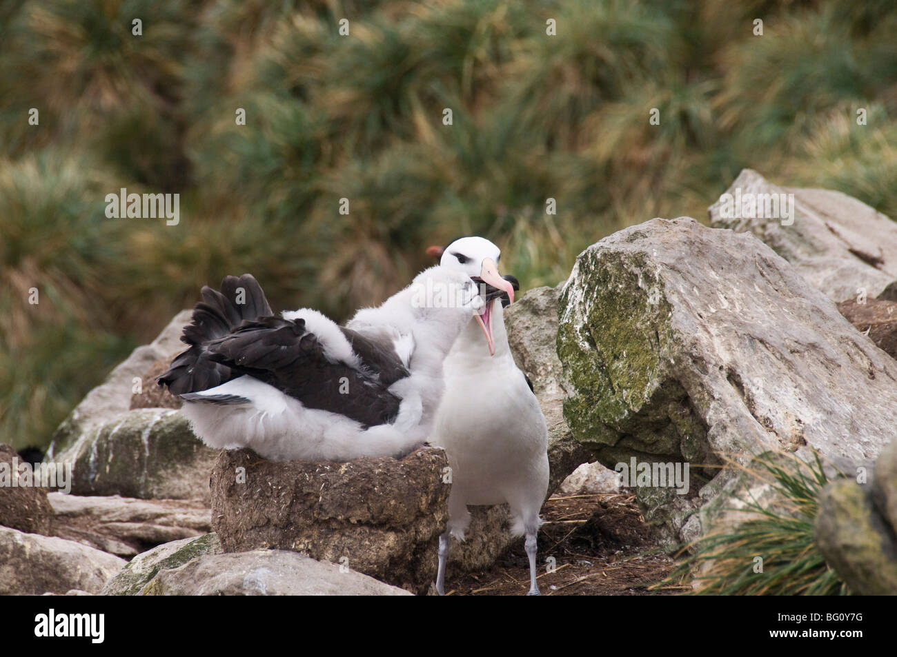 Schwarzen browed Albatros Küken gefüttert von Erwachsenen, West Point Insel, Falkland-Inseln, Südamerika Stockfoto