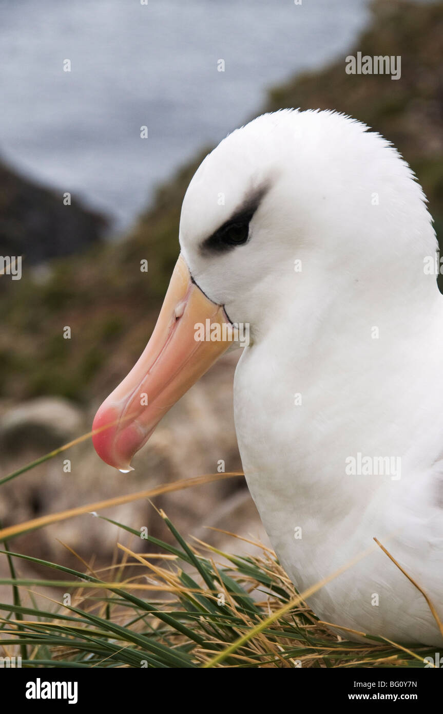 Black-browed Albatross, West Point Insel, Falkland-Inseln, Südamerika Stockfoto