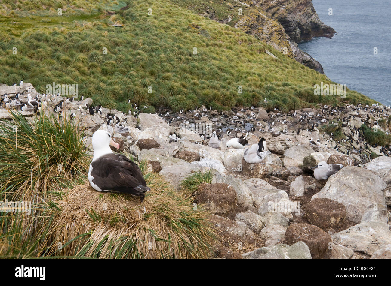 Black-browed Albatross, West Point Insel, Falkland-Inseln, Südamerika Stockfoto