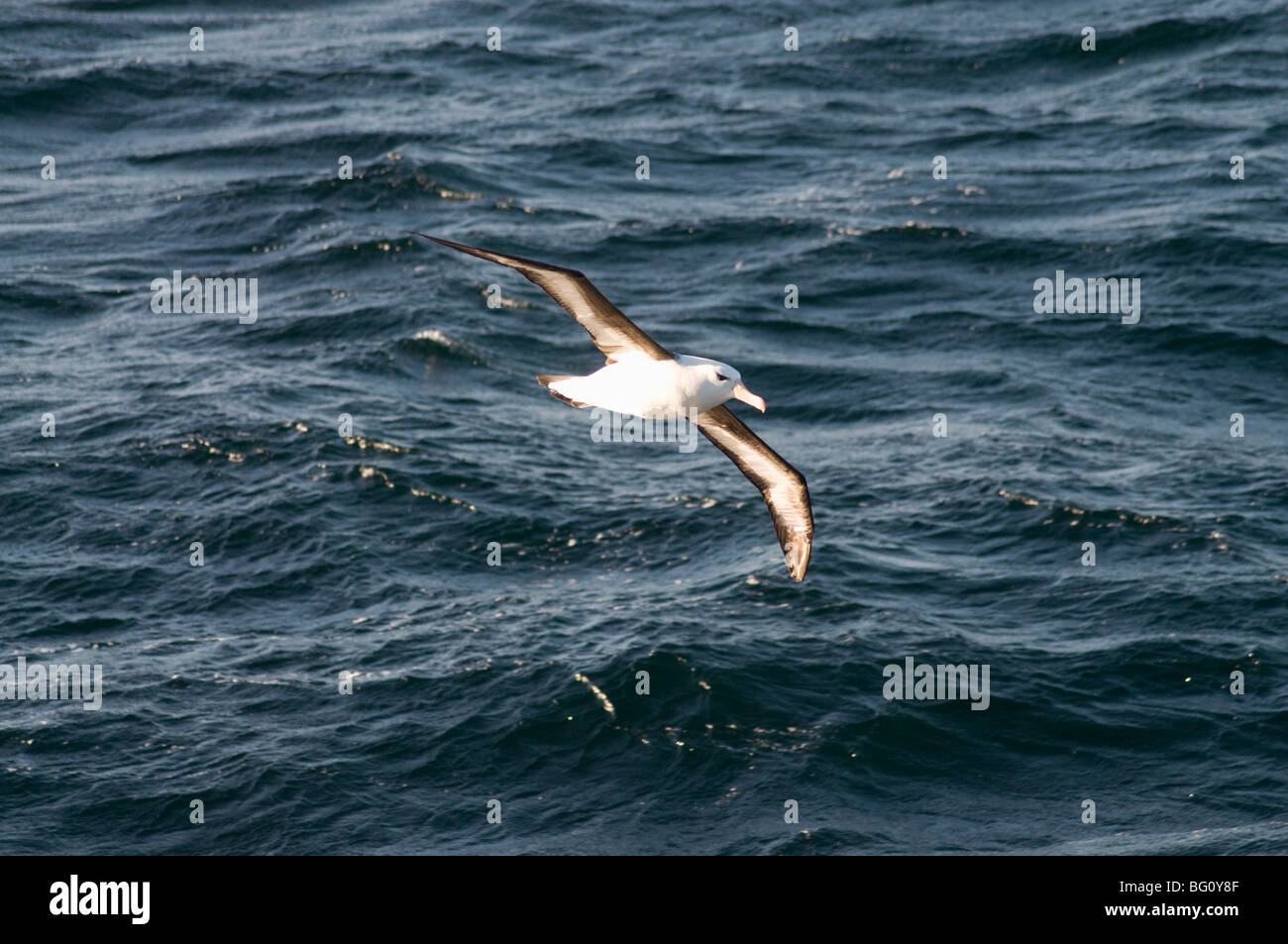 Albatros in der Nähe von Falkland-Inseln, Südamerika Stockfoto