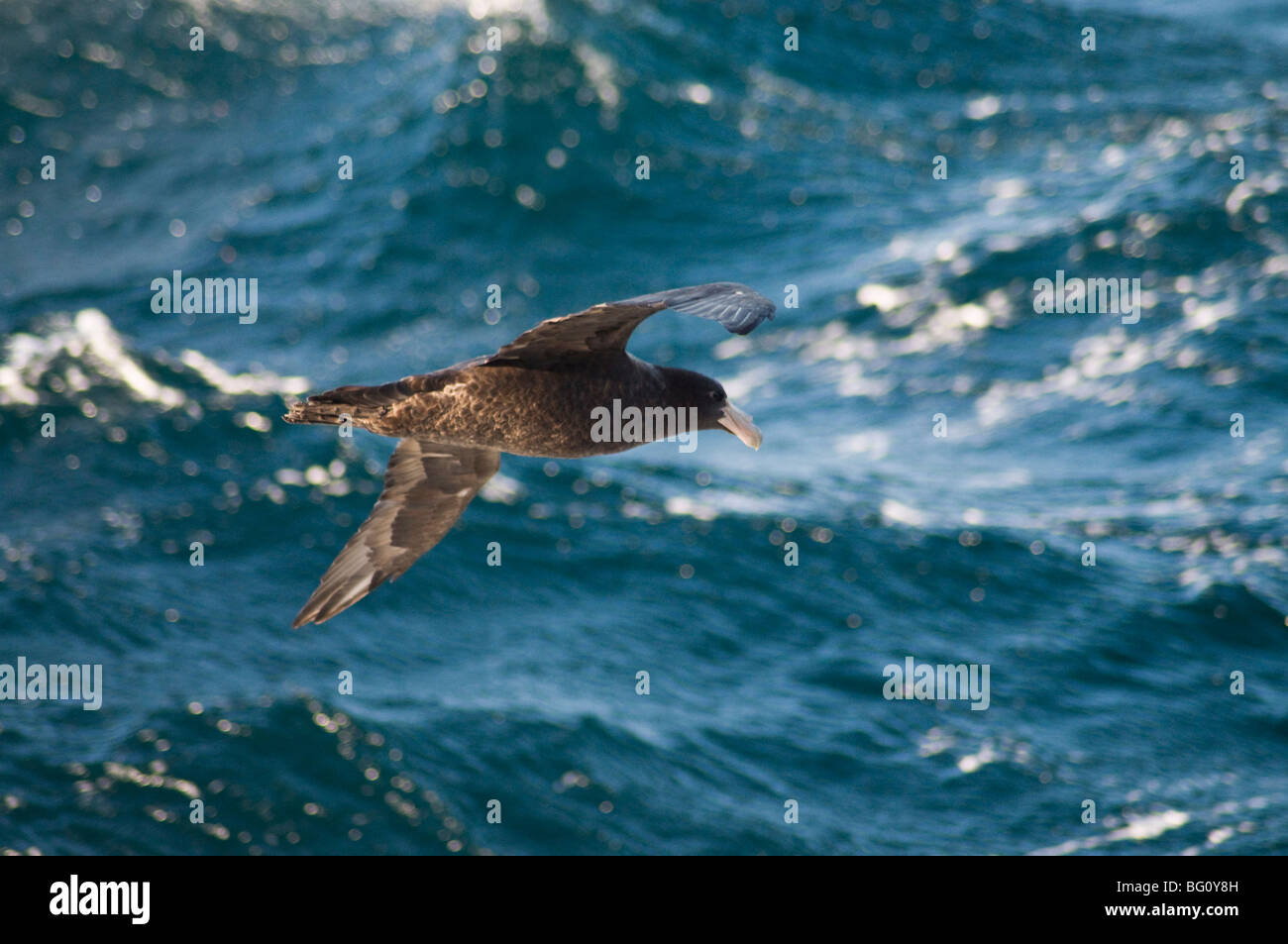 Riesige Sturmvogel in der Nähe von Falkland-Inseln, Südamerika Stockfoto