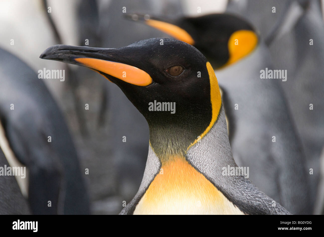 König Penguins, St. Andrews Bay, Südgeorgien, Süd-Atlantik Stockfoto