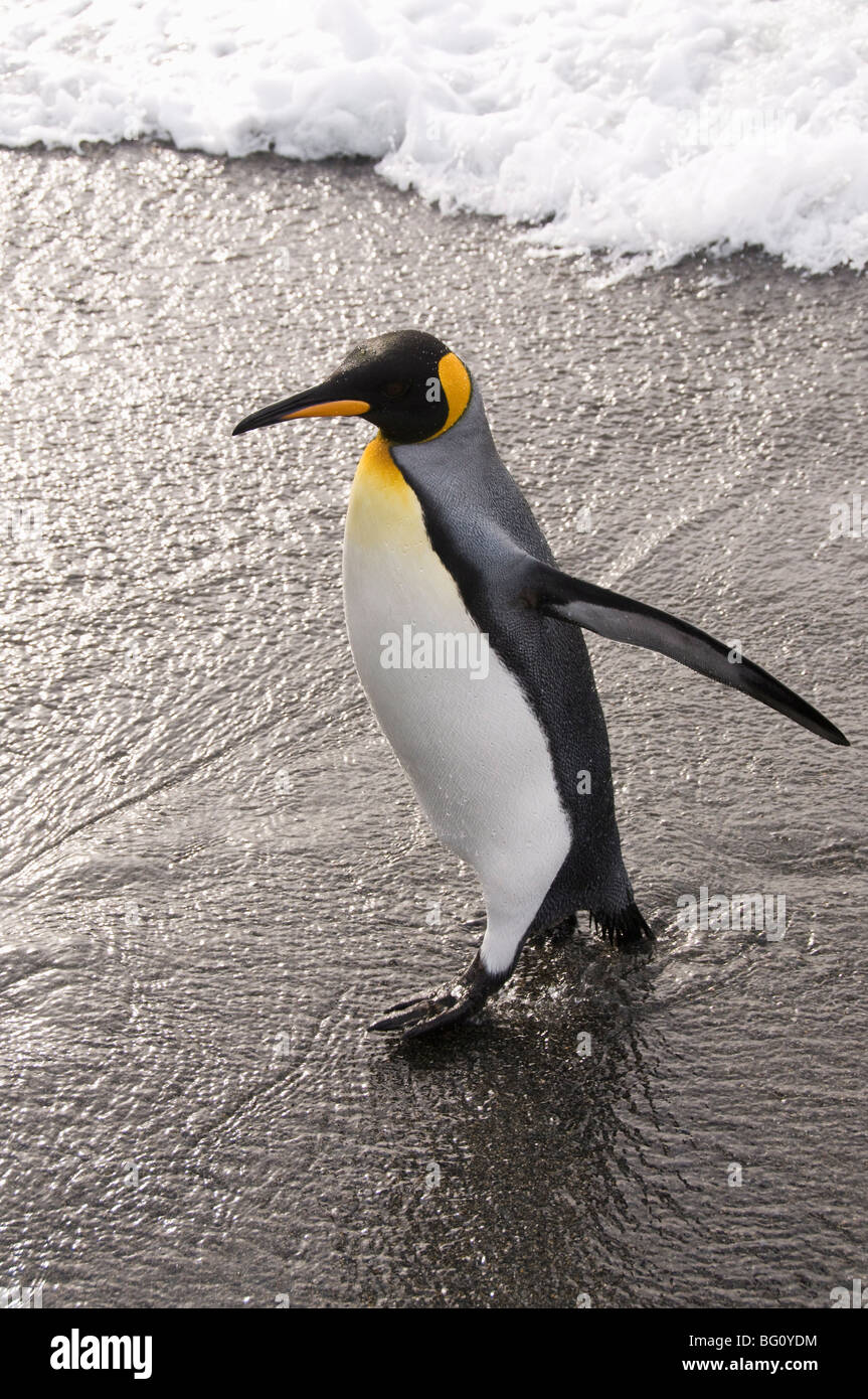 König Pinguin, St. Andrews Bay, Südgeorgien, Süd-Atlantik Stockfoto