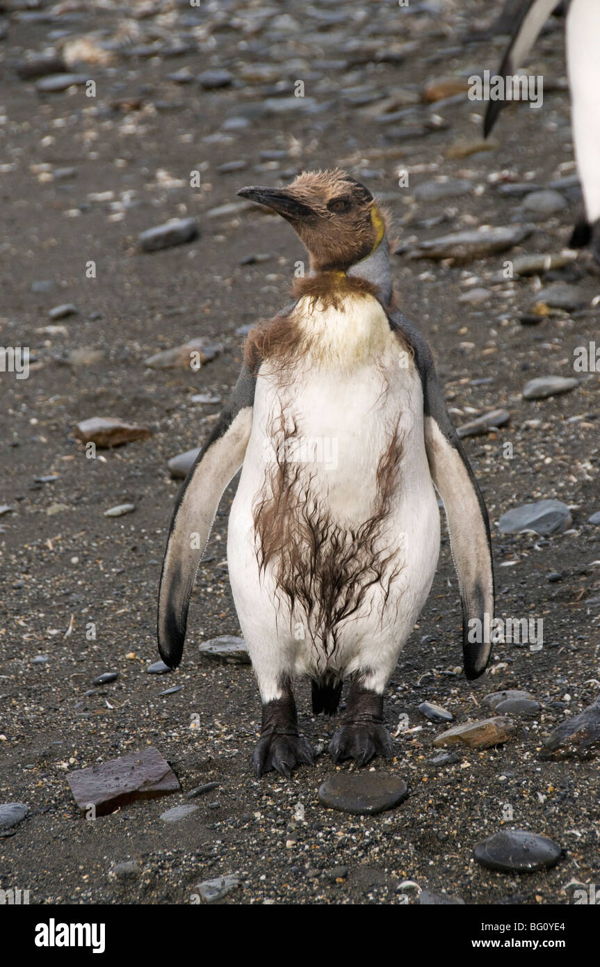 König Pinguin Küken mit braunen Federn, St. Andrews Bay, Südgeorgien, Süd-Atlantik Stockfoto