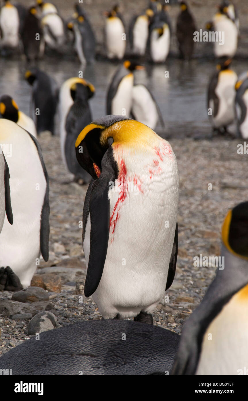 Verletzte König Pinguin, St. Andrews Bay, Südgeorgien, Süd-Atlantik Stockfoto