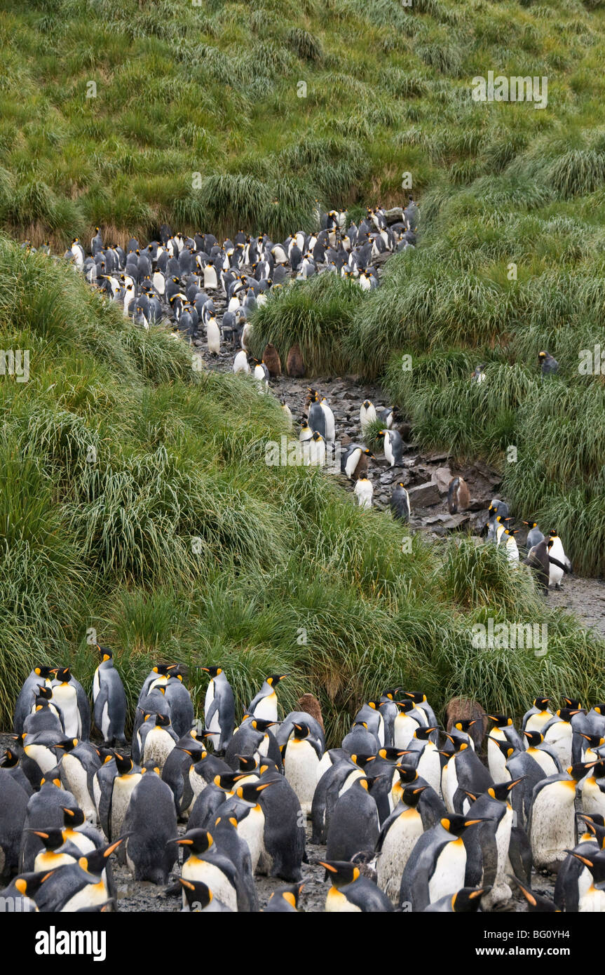 König Penguins, Salisbury Plain, Südgeorgien, Süd-Atlantik Stockfoto