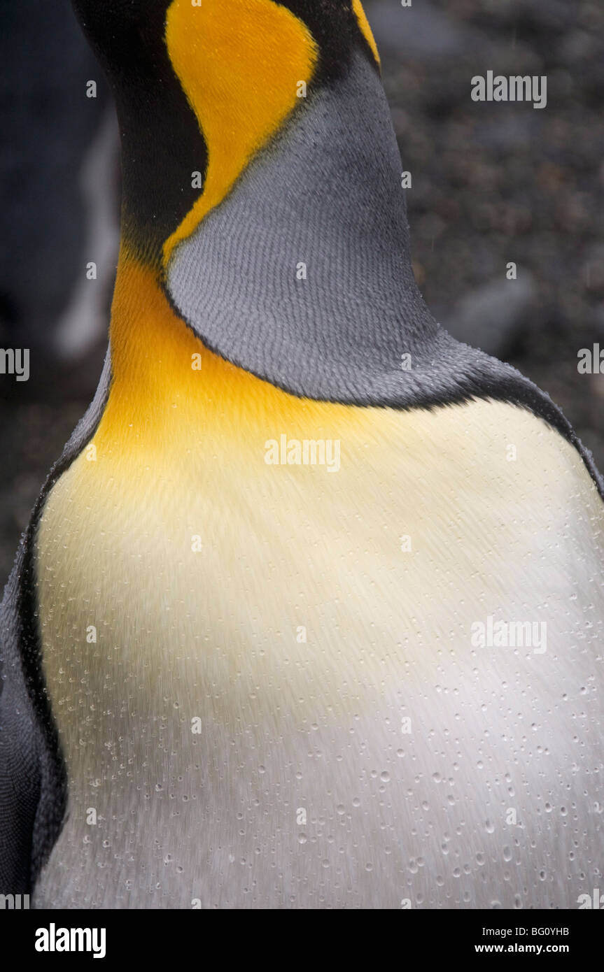 König Pinguin, Salisbury Plain, Südgeorgien, Süd-Atlantik Stockfoto