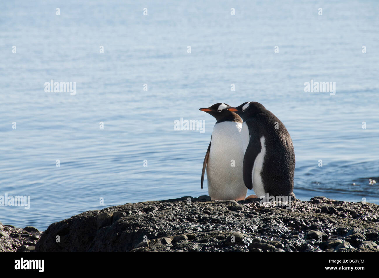 Gentoo Pinguine am Brown Bluff, antarktische Halbinsel, Antarktis, Polarregionen Stockfoto