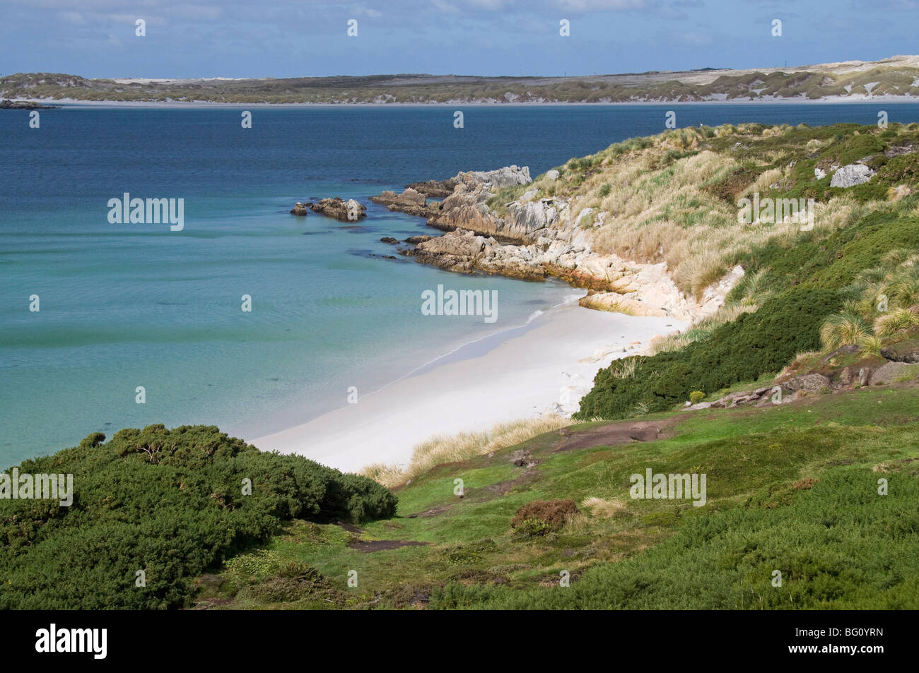 Gypsy Cove, Yorke Bay, Port Stanley, Falkland-Inseln, Südamerika Stockfoto