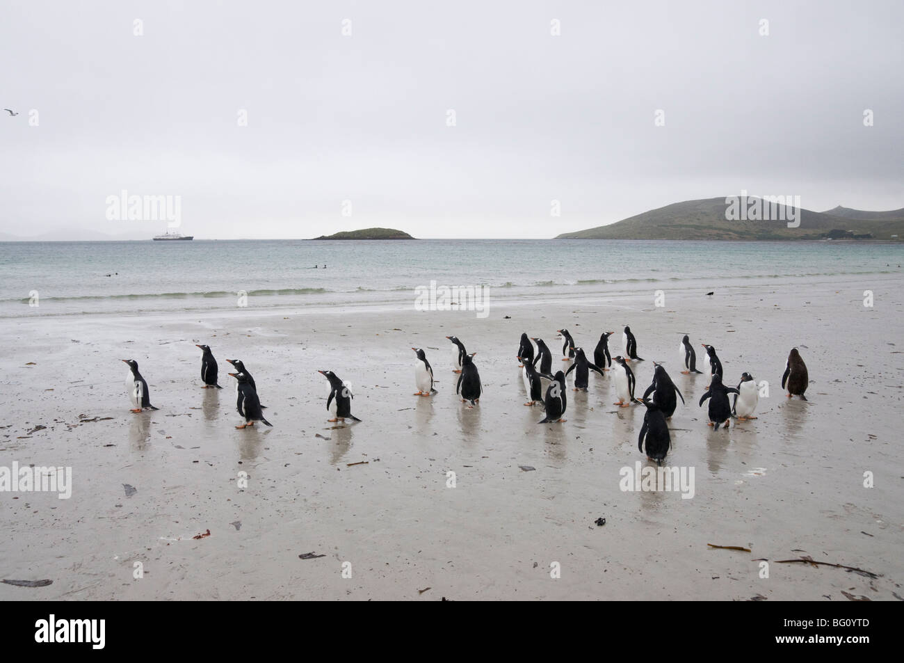 Gentoo Pinguine, Karkasse Insel, Falkland-Inseln, Südamerika Stockfoto