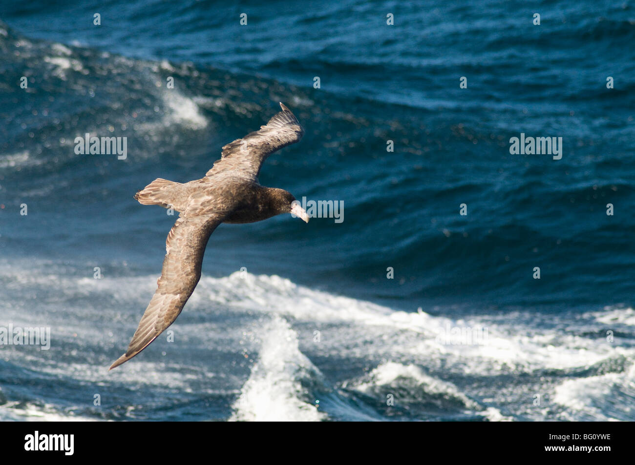 Riesiges Petrel, in der Nähe von Falkland-Inseln, Südatlantik, Südamerika Stockfoto
