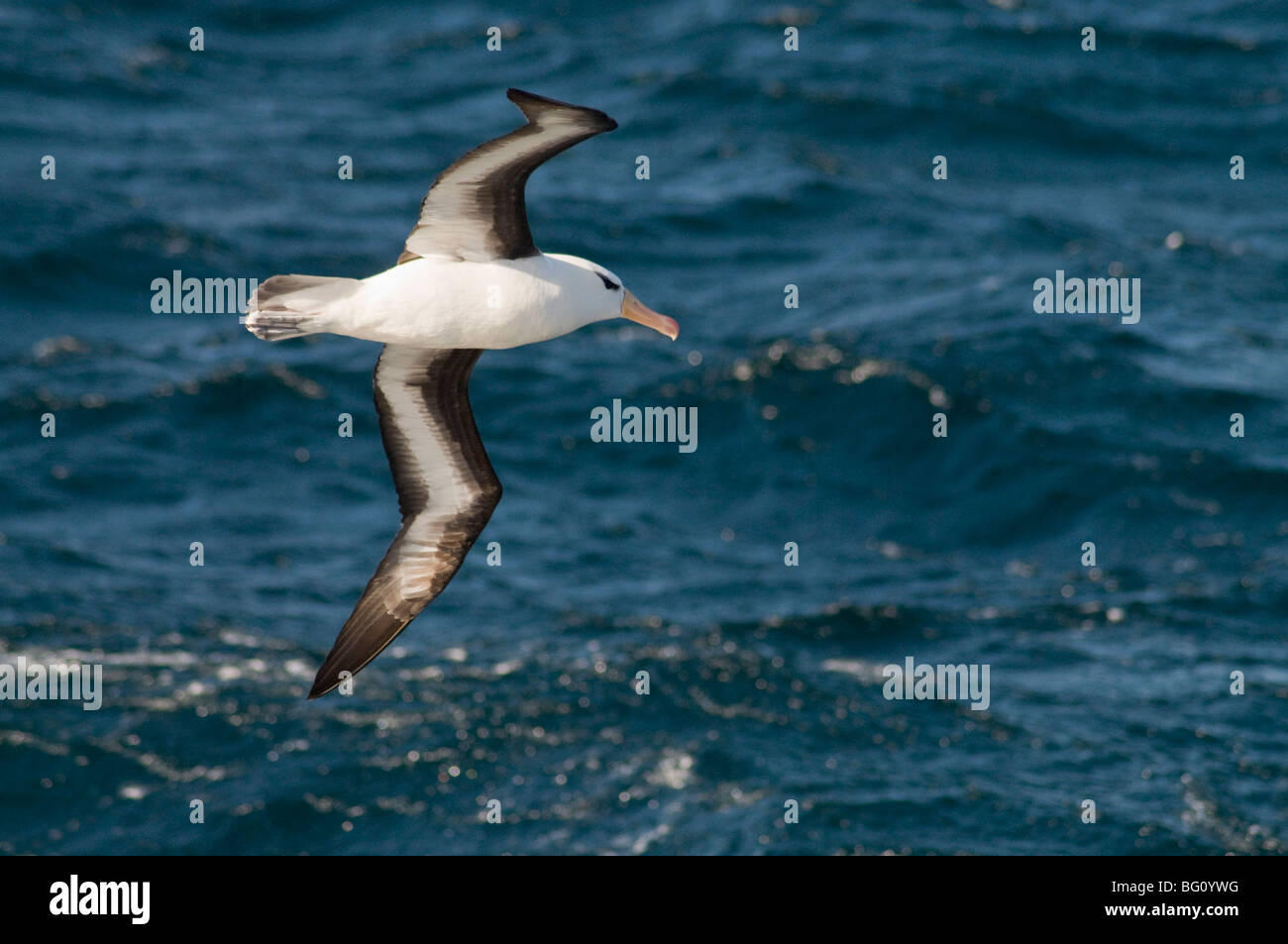 Albatros in der Nähe von Falkland-Inseln, Südatlantik, Südamerika Stockfoto
