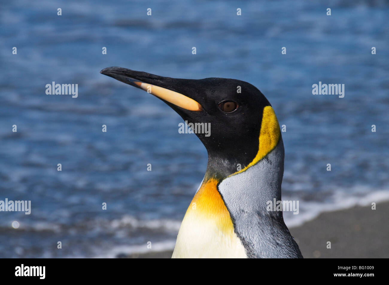 König Pinguin, Moltke Hafen, Royal Bay, Südgeorgien, Süd-Atlantik Stockfoto