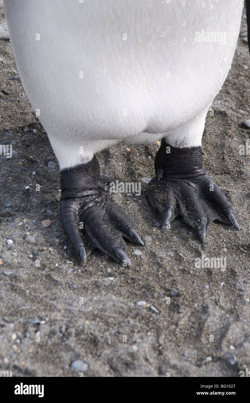 König Penguins Füße, St. Andrews Bay, Südgeorgien, Süd-Atlantik Stockfoto