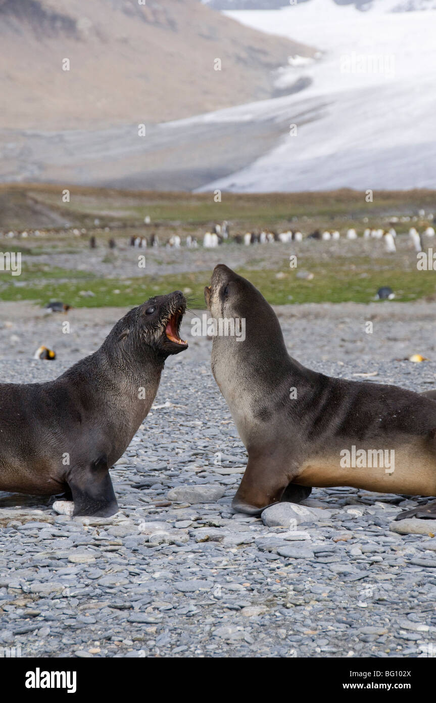 Robben und König Penguins, St. Andrews Bay, Süd-Georgien, Südatlantik Stockfoto